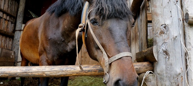 Working with animals Working with animals